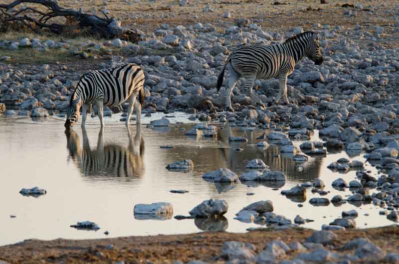 147 - Namibia - cebras - parque nacional de Etosha